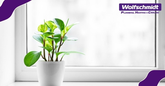 Small plant on window sill